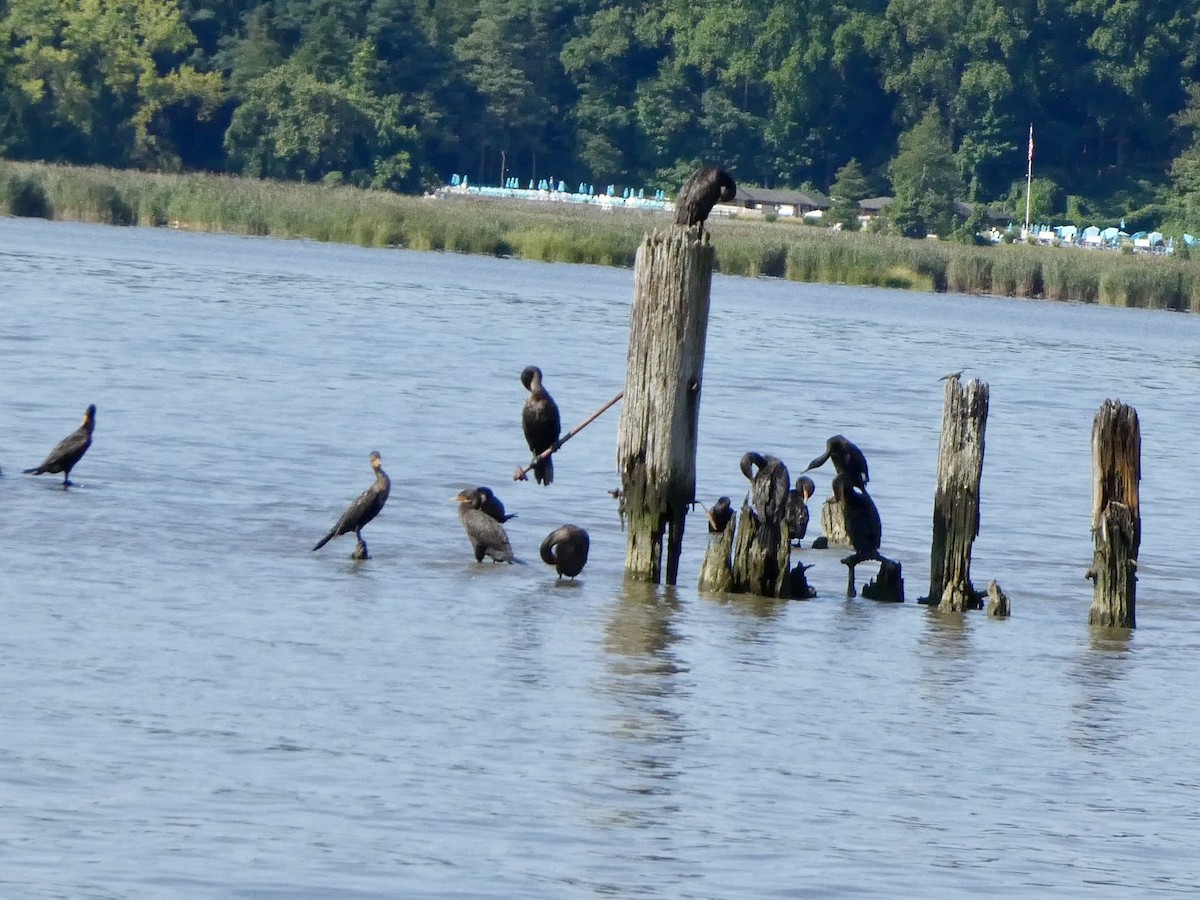 Cormoran à aigrettes - ML622779940