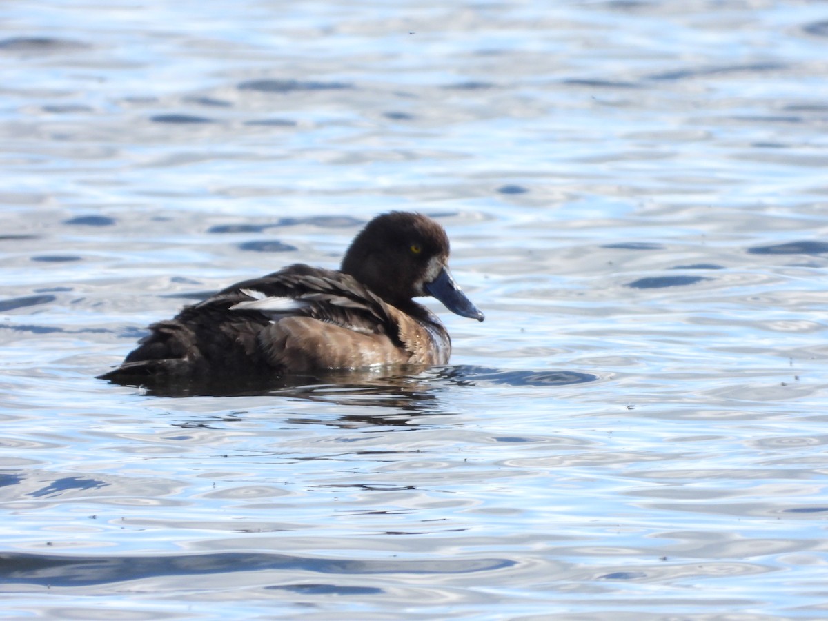 Greater Scaup - ML622779949