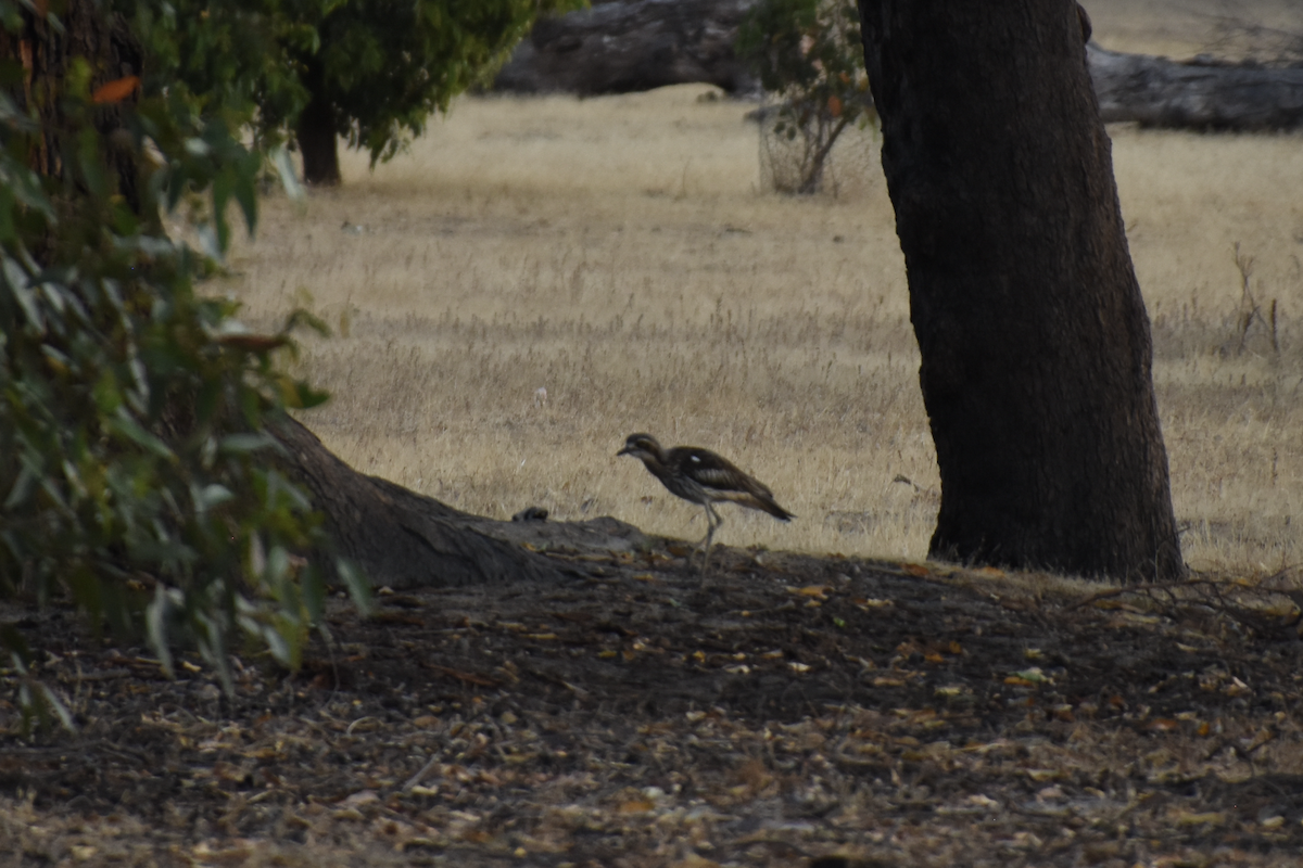 Bush Thick-knee - Adolfo Castro