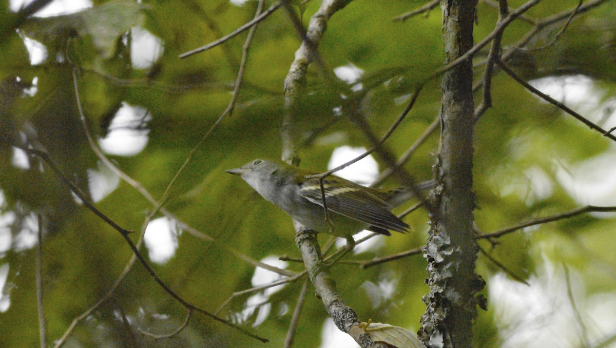 Chestnut-sided Warbler - ML622779955