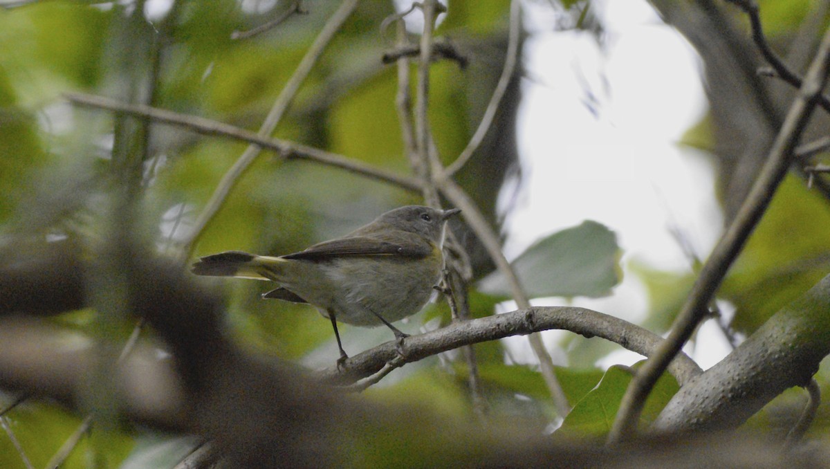 American Redstart - ML622779961