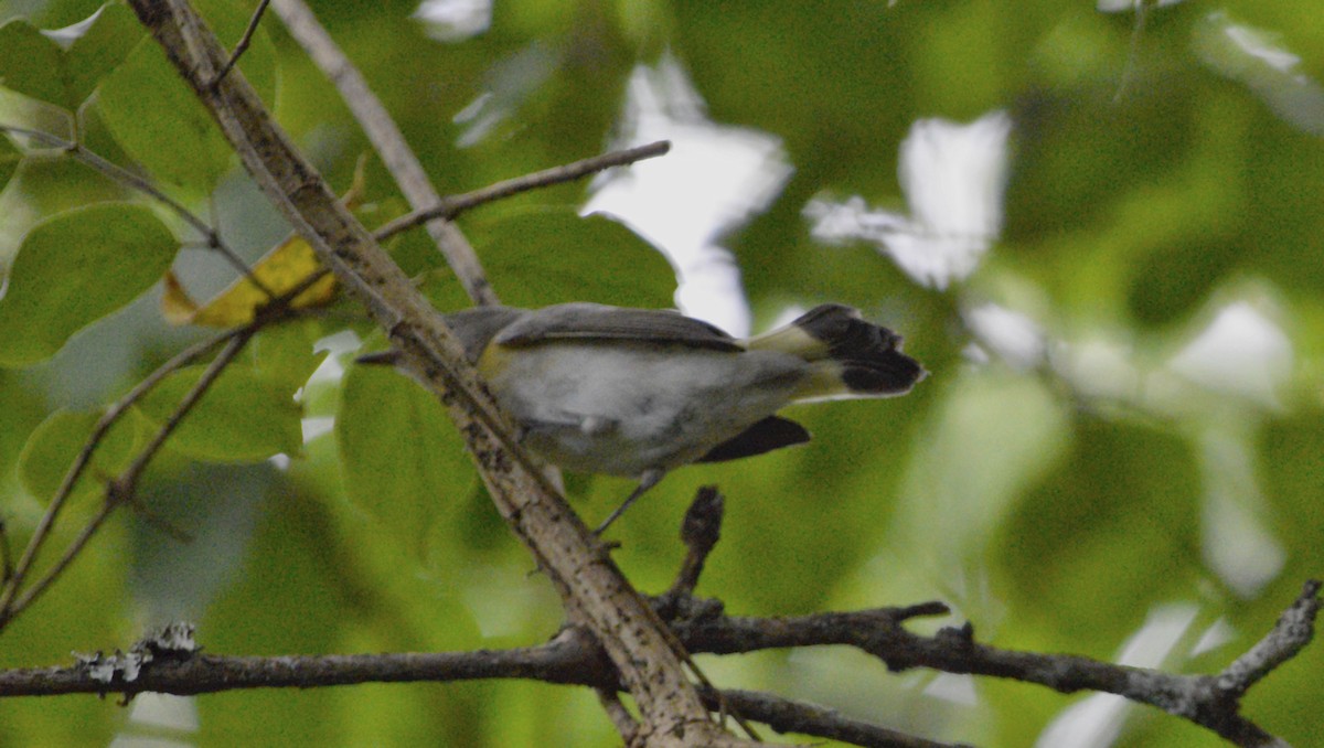 American Redstart - ML622779962