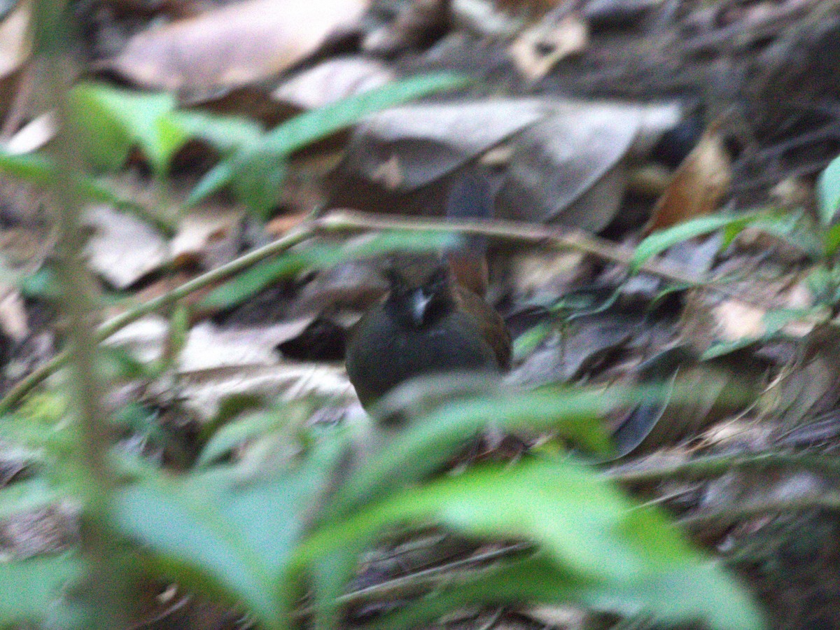 Black-faced Antthrush - ML622779974