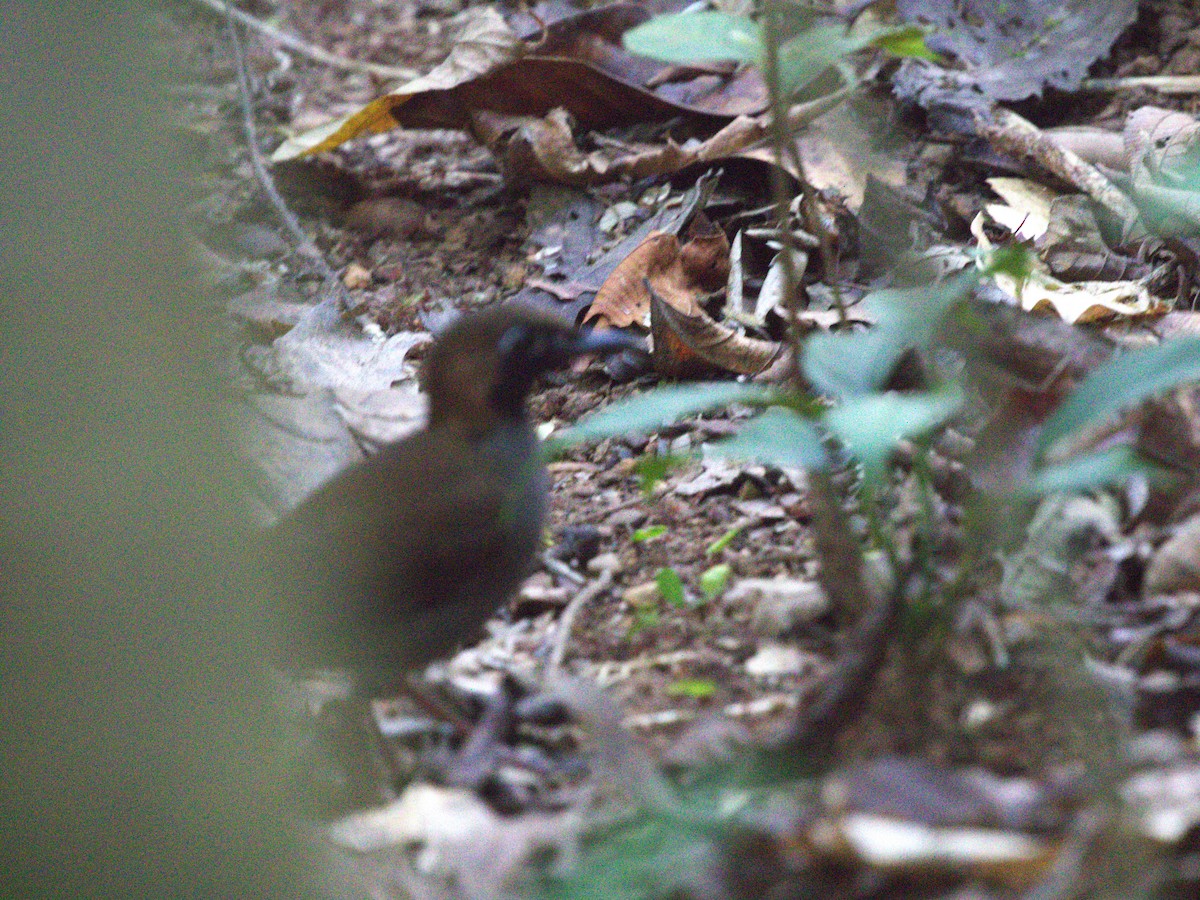 Black-faced Antthrush - ML622779976