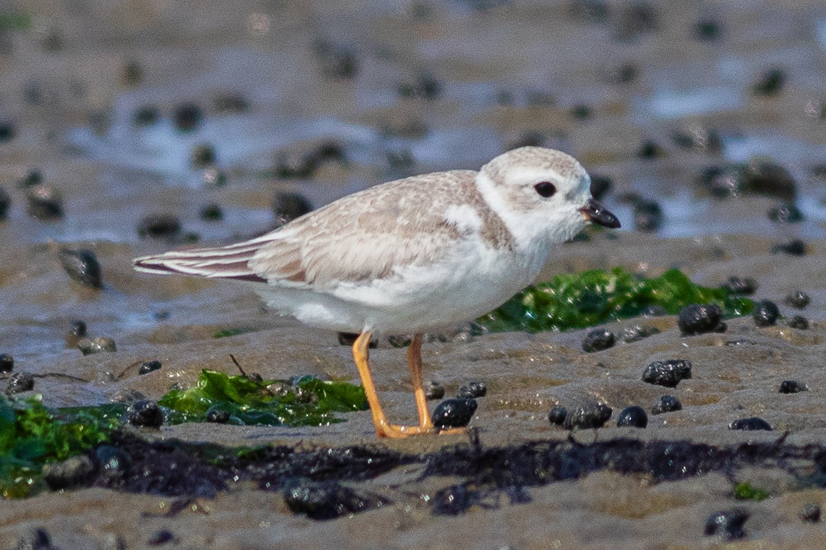 Piping Plover - Timothy Graves