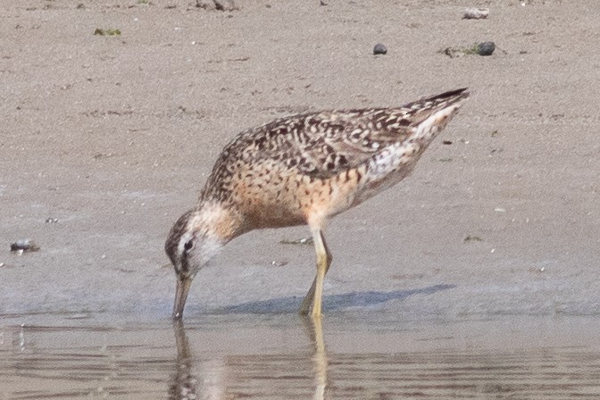 Short-billed Dowitcher - Timothy Graves