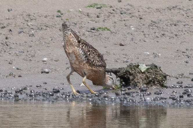 Short-billed Dowitcher - Timothy Graves