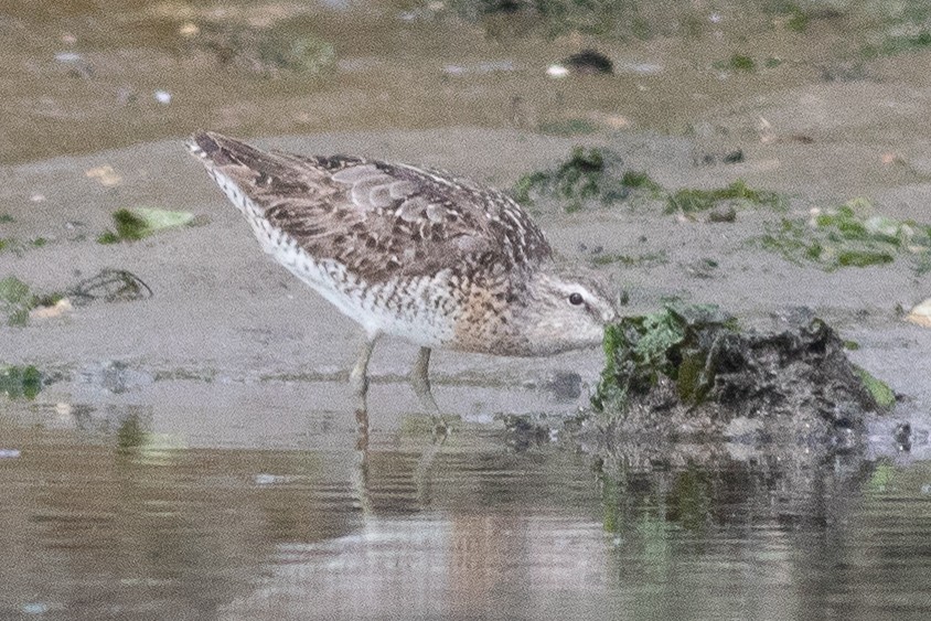 Short-billed Dowitcher - Timothy Graves