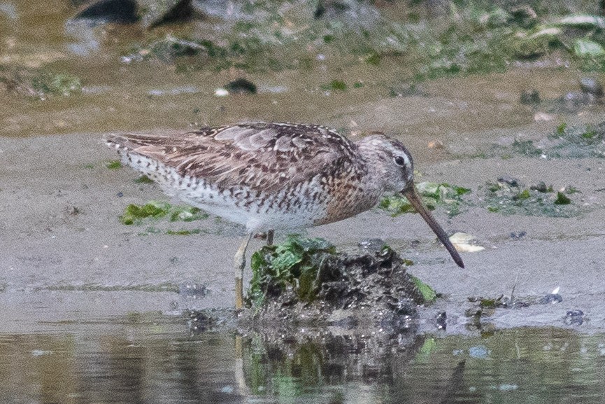 Short-billed Dowitcher - Timothy Graves