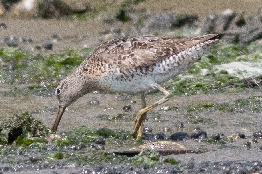 Short-billed Dowitcher - Timothy Graves