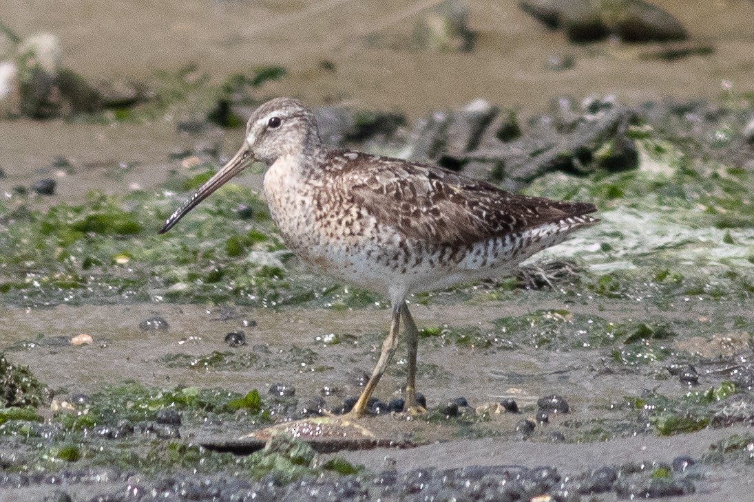 Short-billed Dowitcher - Timothy Graves