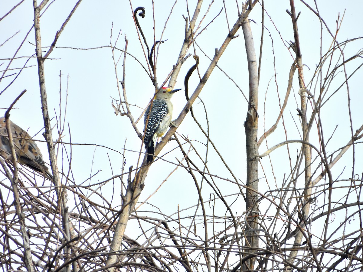 Golden-fronted Woodpecker - Isain Contreras