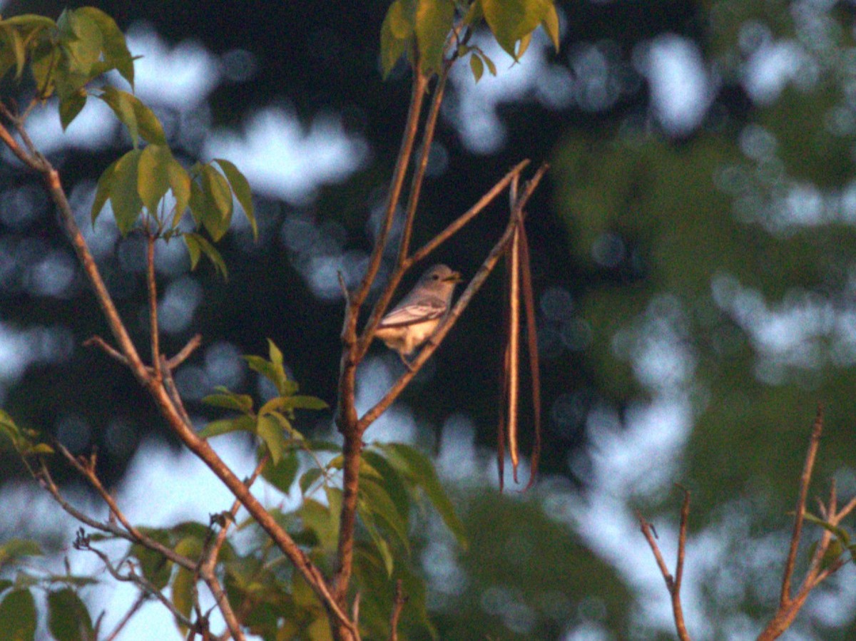 Yellow-billed Cotinga - ML622780077