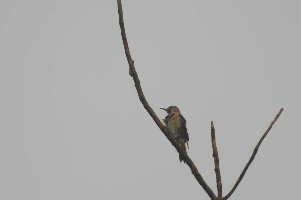 Northern Flicker - Marc antoine Lafrance