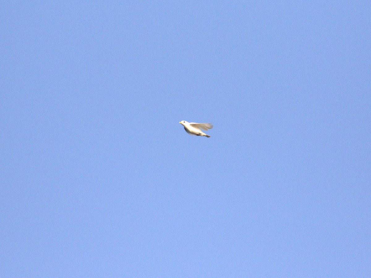 Yellow-billed Cotinga - ML622780142