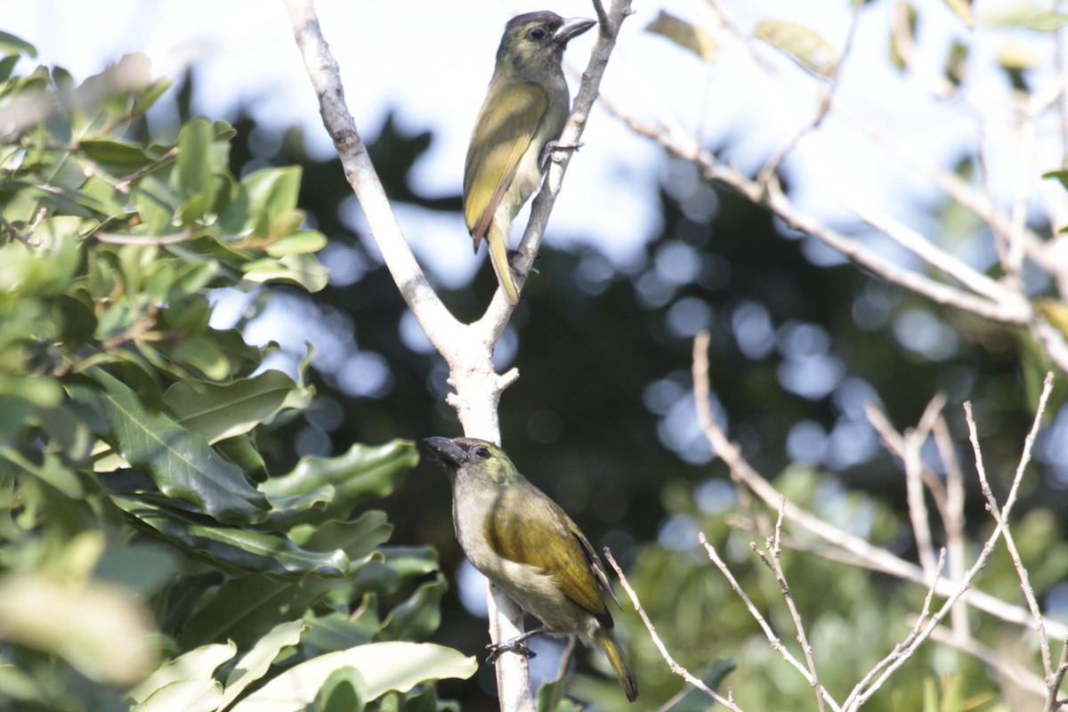 Green Barbet (Woodward's) - Gareth Morris-Hale