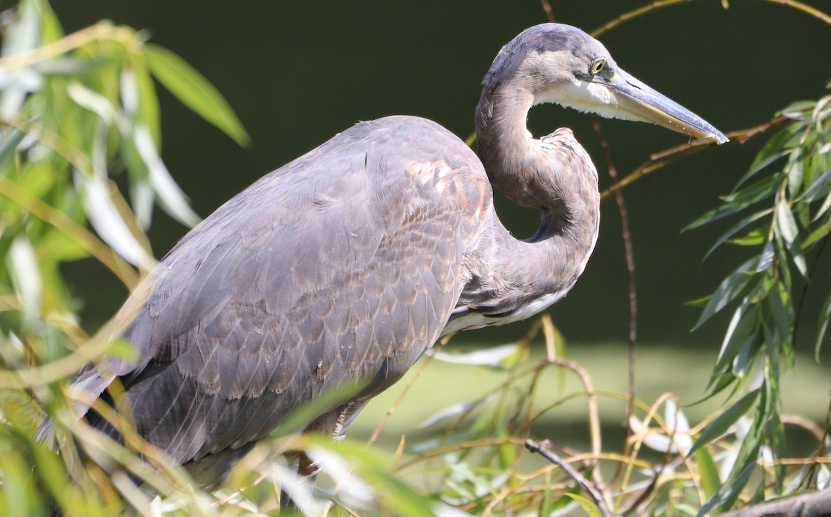 Great Blue Heron - ML622780166
