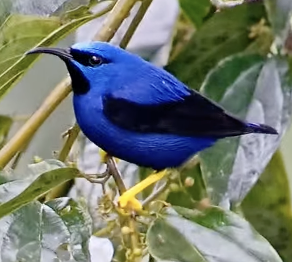 Purple Honeycreeper - ML622780232