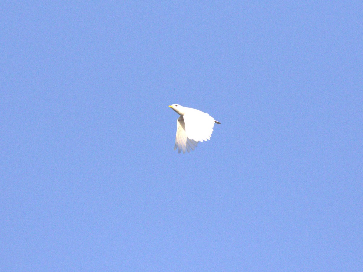 Yellow-billed Cotinga - ML622780233