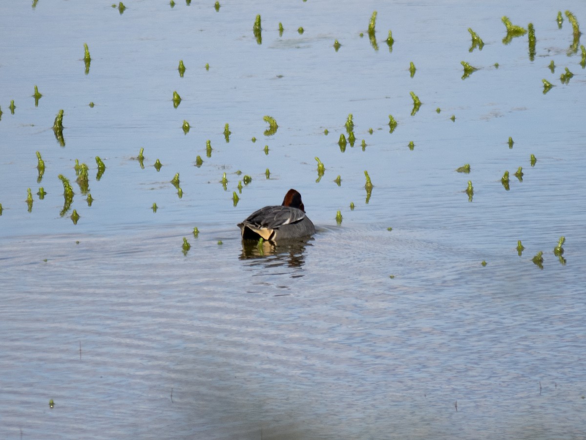 Green-winged Teal (Eurasian) - Caitlin Chock