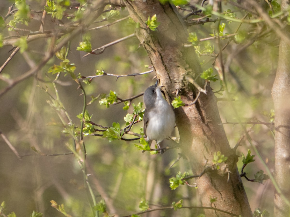 Lesser Whitethroat - Caitlin Chock