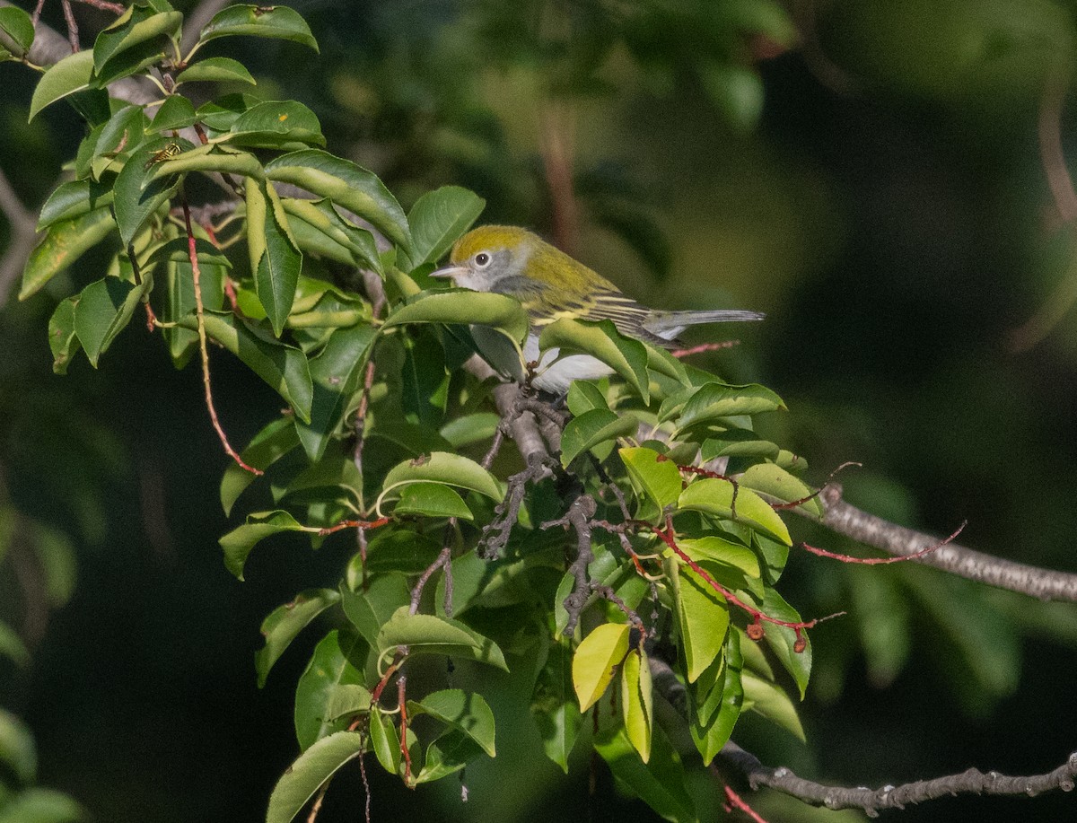 Chestnut-sided Warbler - MCHL ____