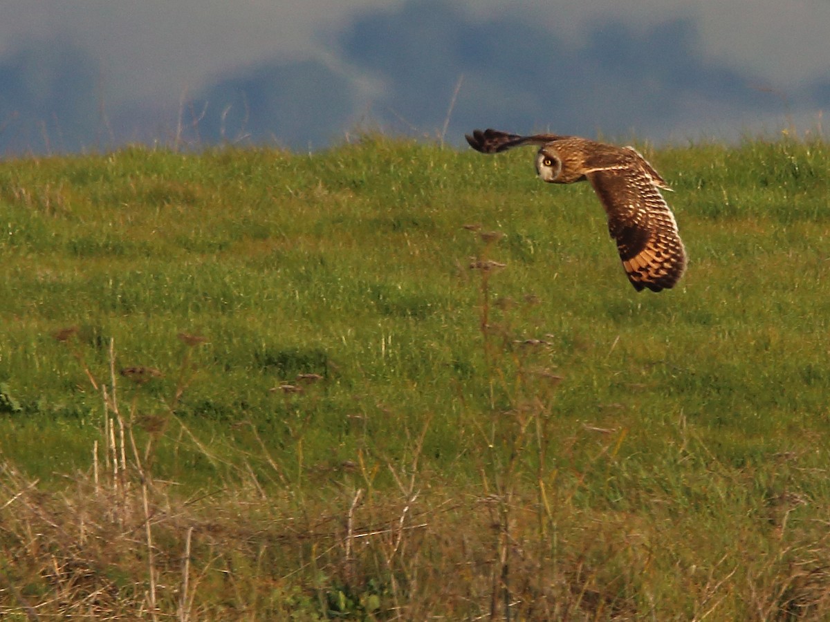 Short-eared Owl - ML622780366