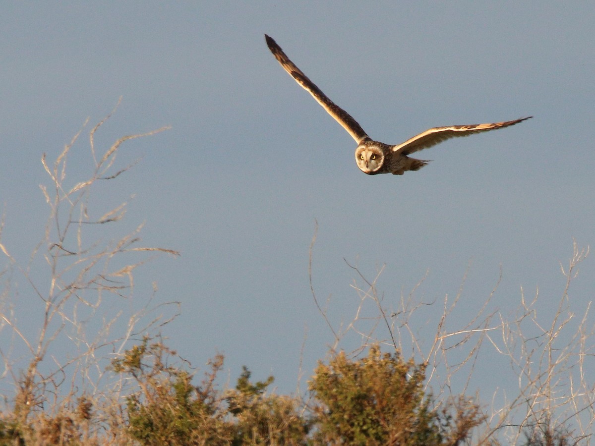 Short-eared Owl - ML622780367