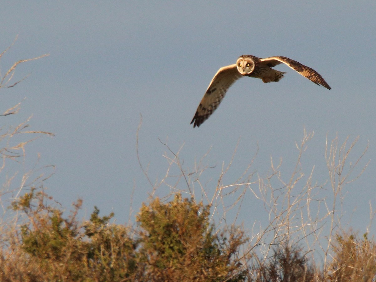 Short-eared Owl - ML622780368