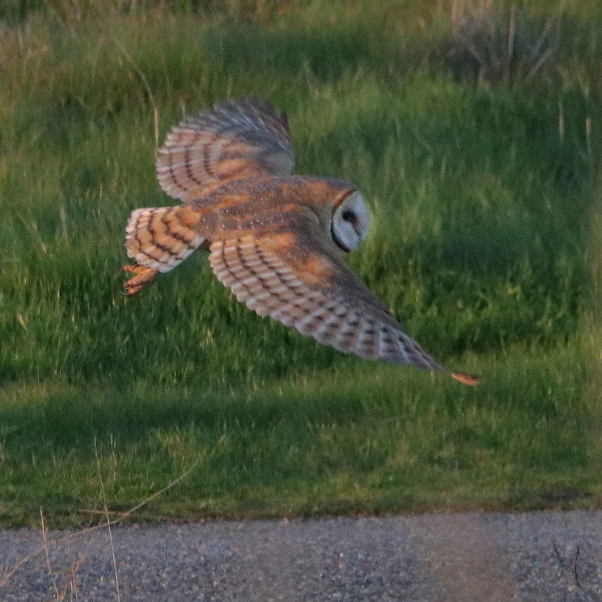 Barn Owl - ML622780378