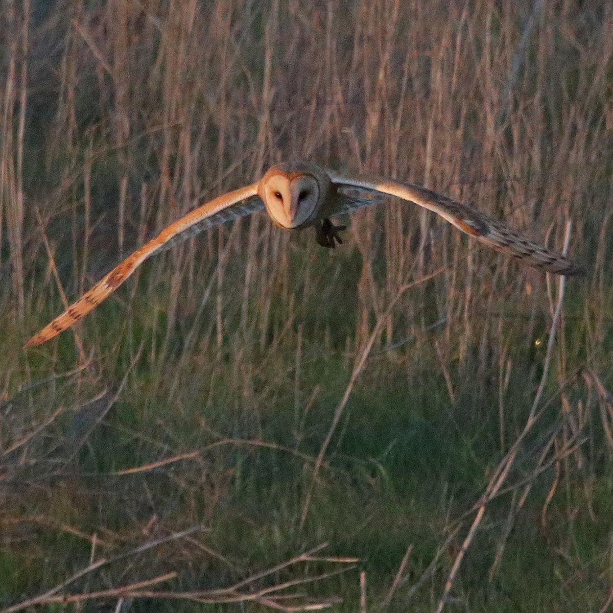 Barn Owl - ML622780379