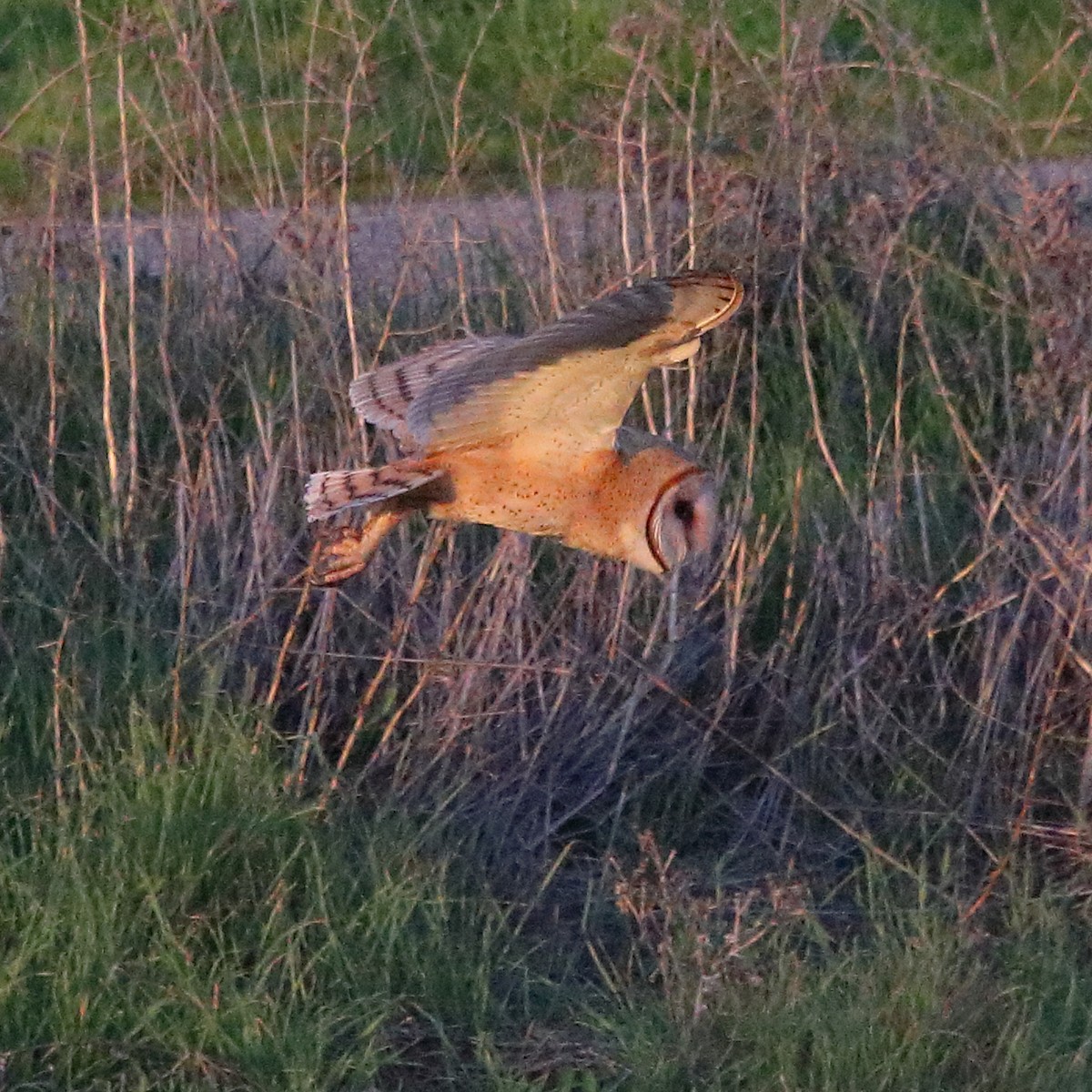 Barn Owl - Charlie Wells