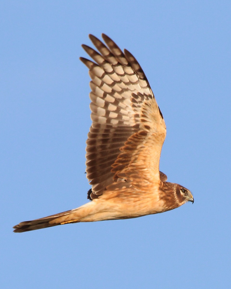 Northern Harrier - Charlie Wells