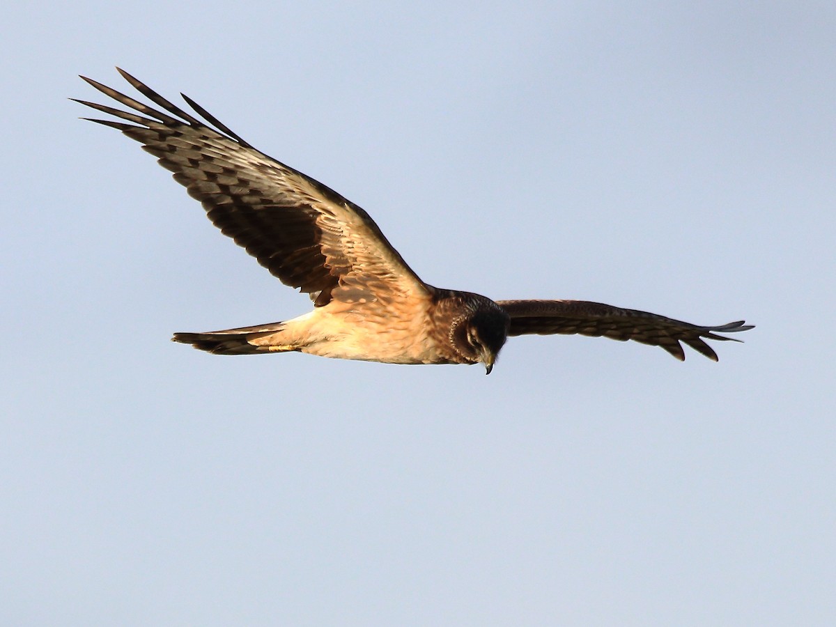 Northern Harrier - ML622780388