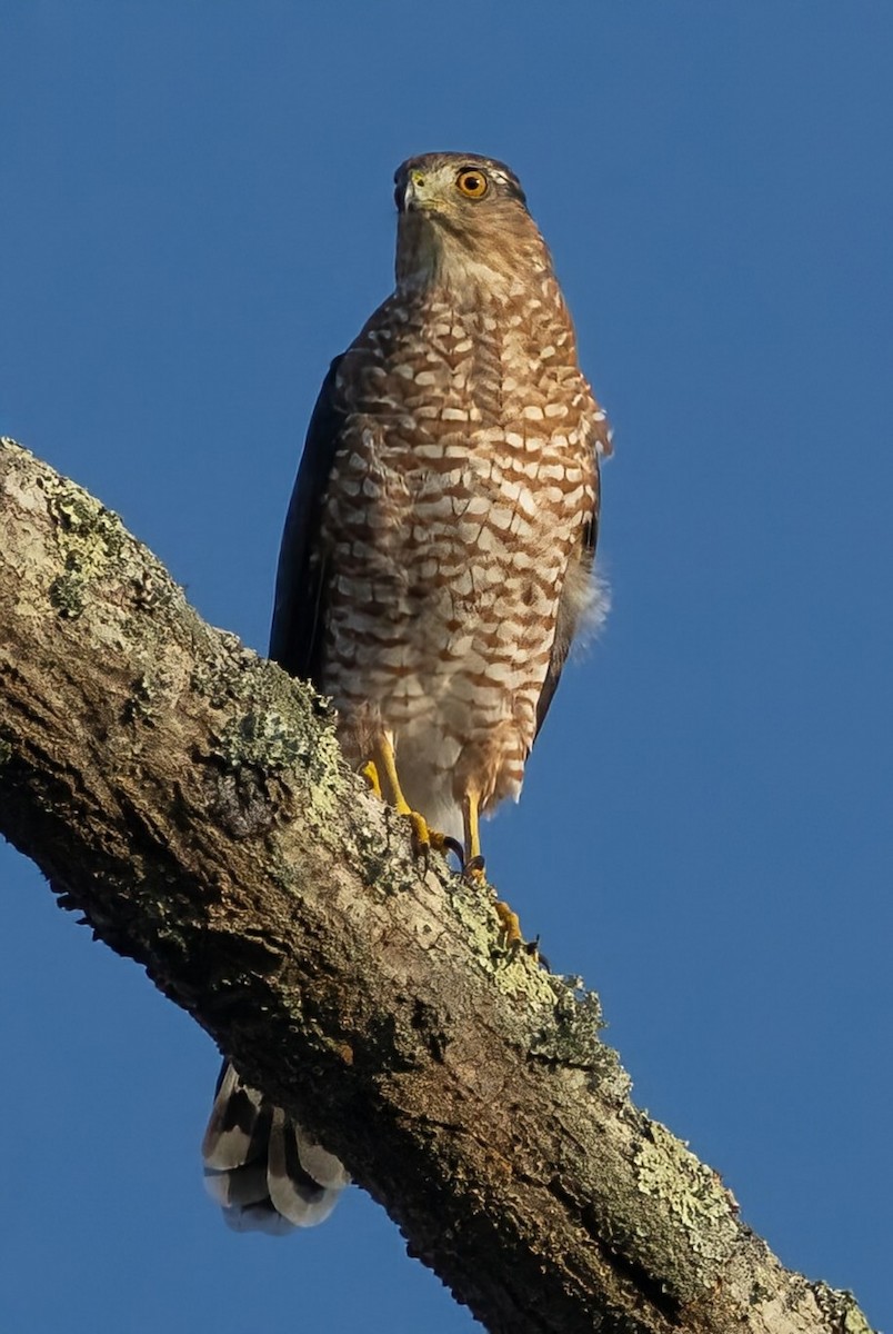 Cooper's Hawk - Rick Simpson