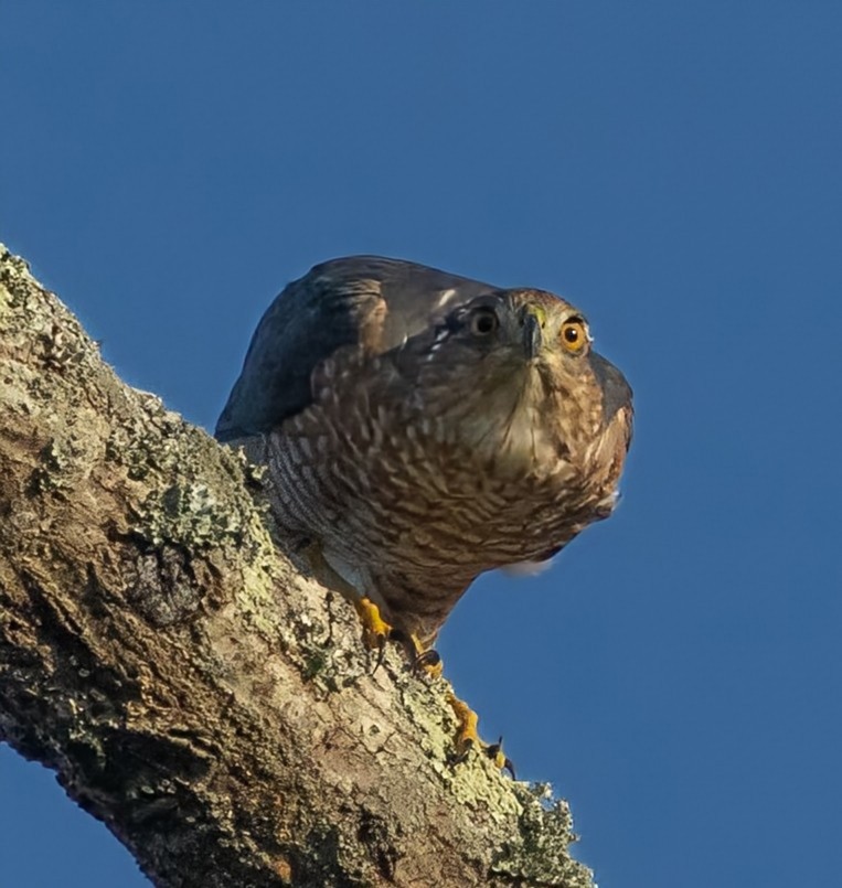 Cooper's Hawk - Rick Simpson