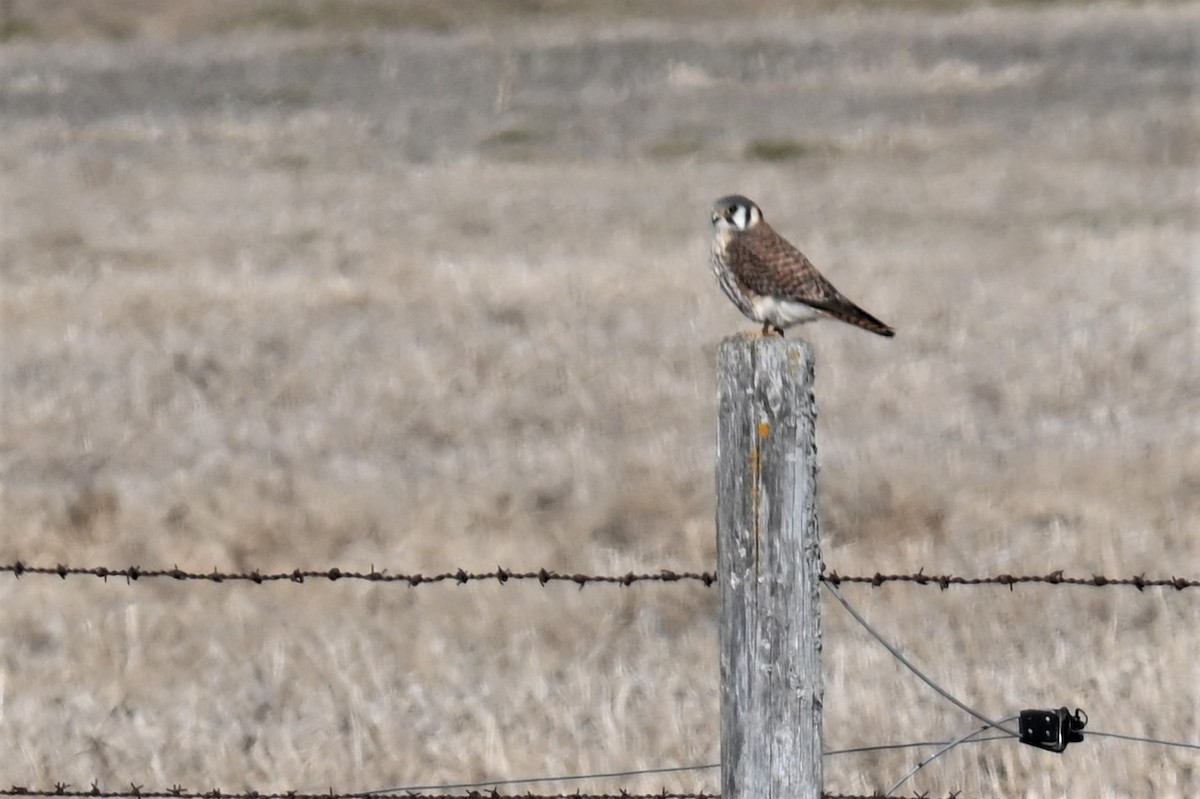 American Kestrel - Gillian  Richards