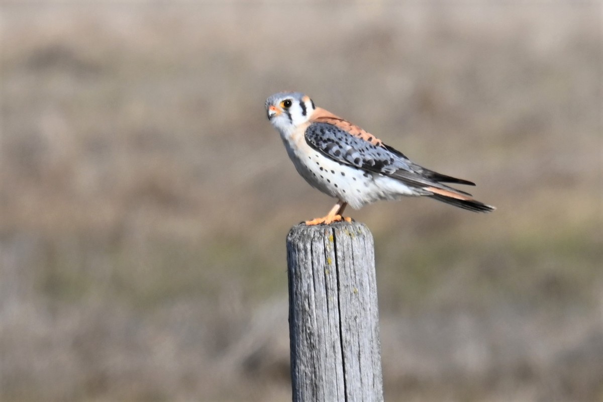 American Kestrel - Gillian  Richards