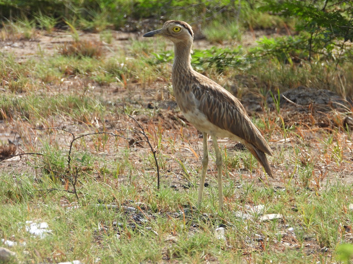 Double-striped Thick-knee - Manuel Pérez R.