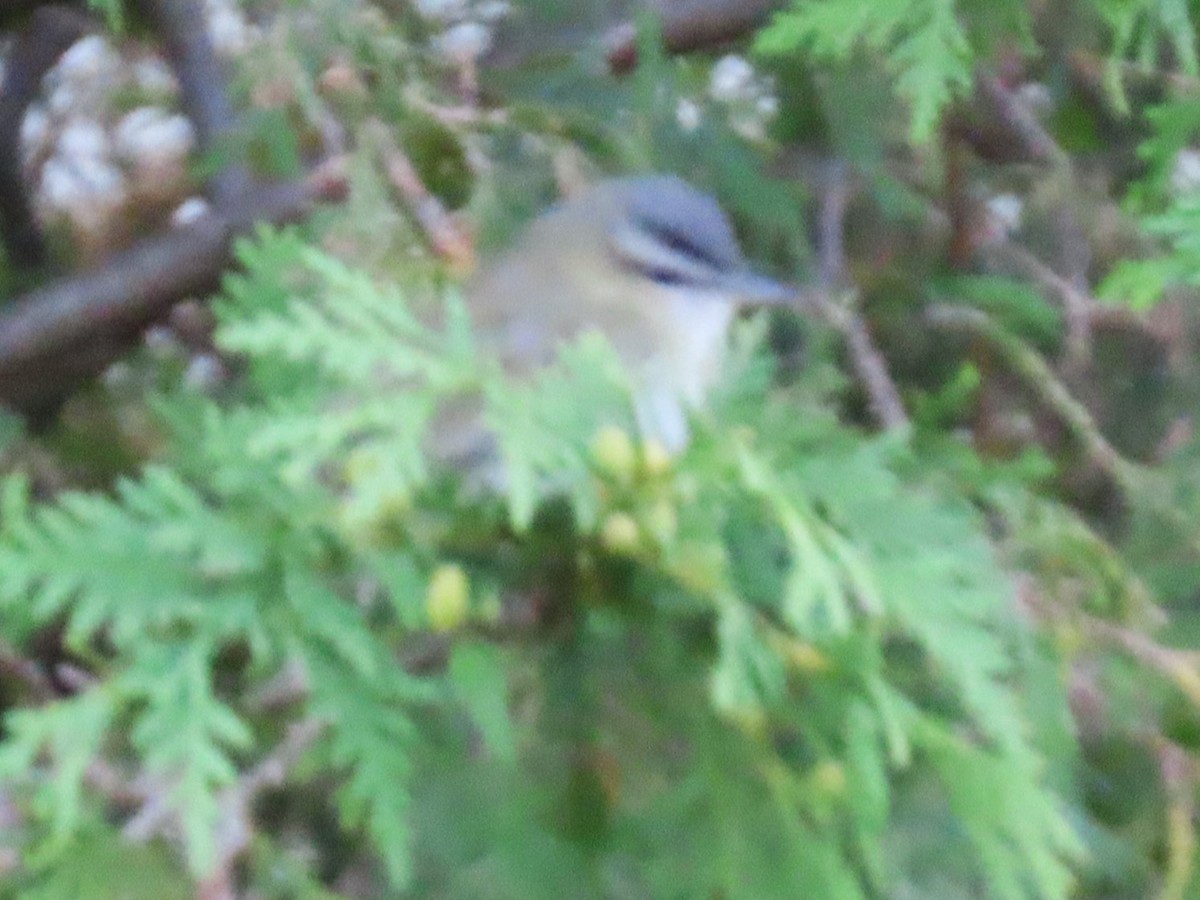 Red-eyed Vireo - Maryse Lessard