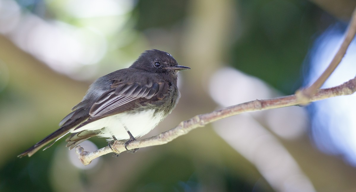 Black Phoebe - ML622780470