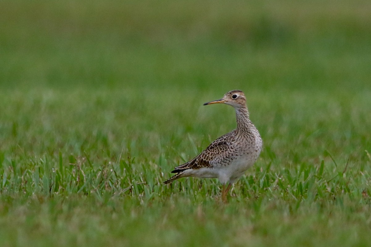 Upland Sandpiper - ML622780486