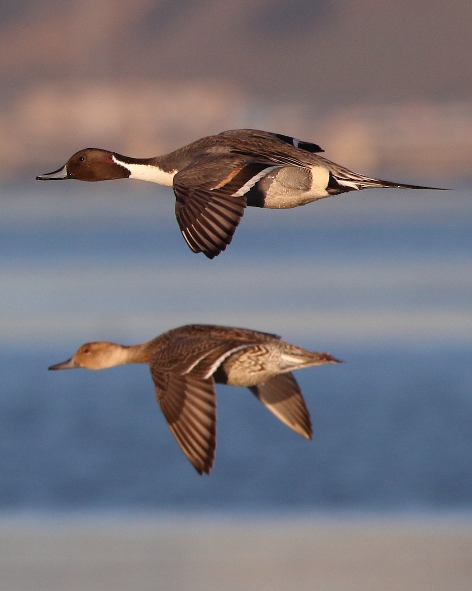 Northern Pintail - ML622780493