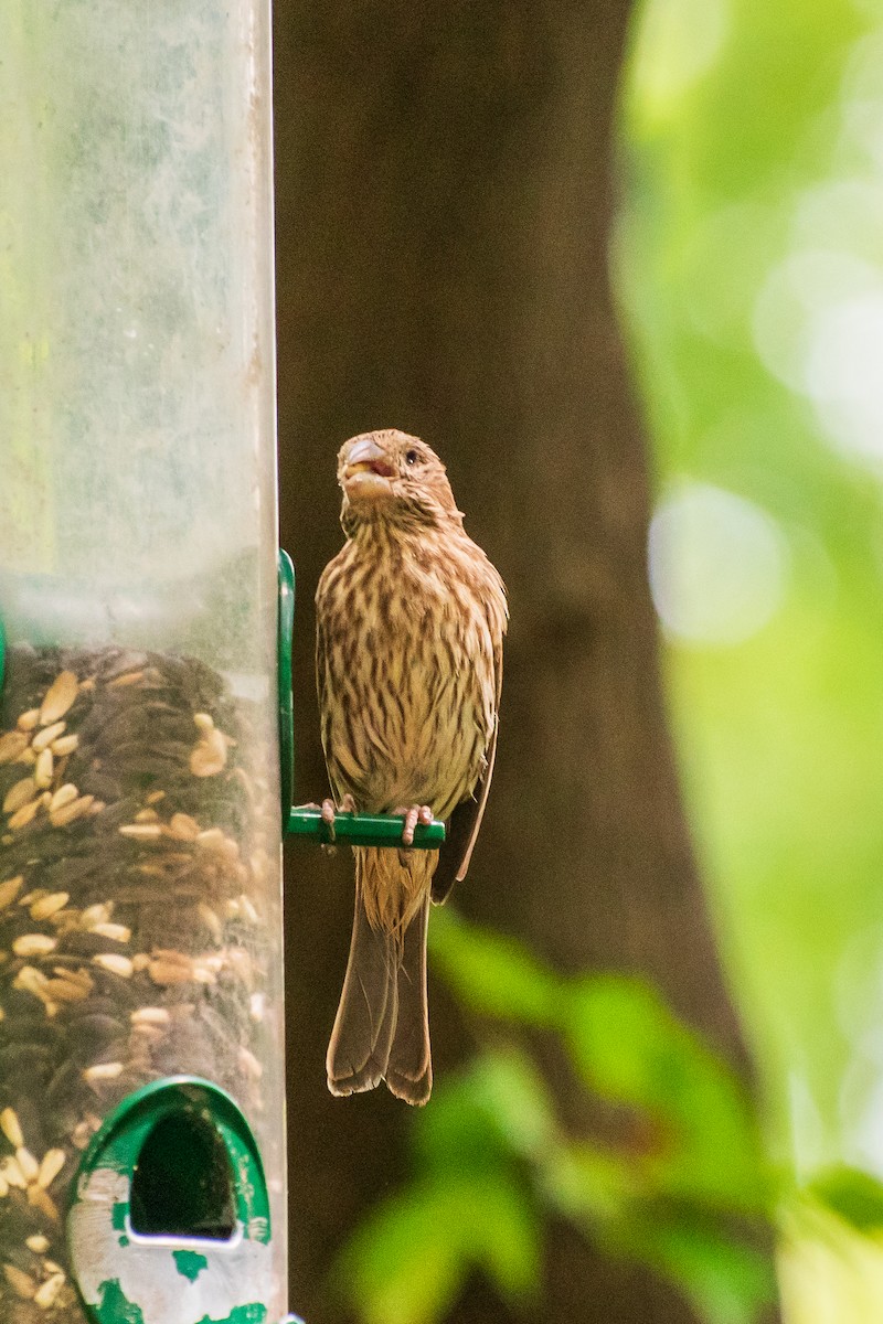 House Finch - Dawn S