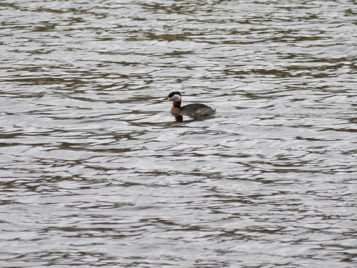 Red-necked Grebe - Caitlin Chock