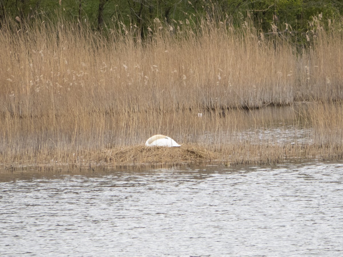 Mute Swan - Caitlin Chock