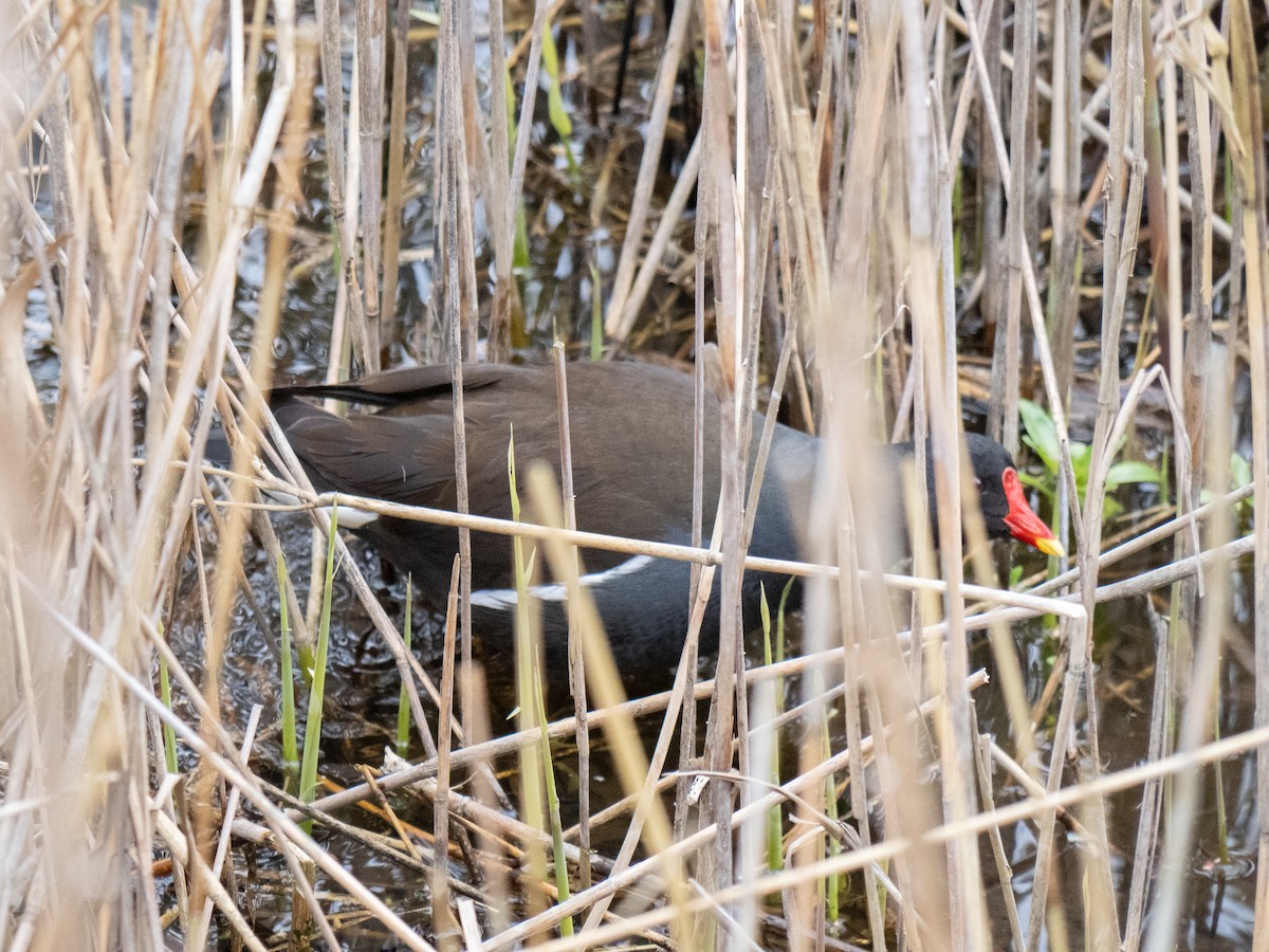 Gallinella d'acqua - ML622780510