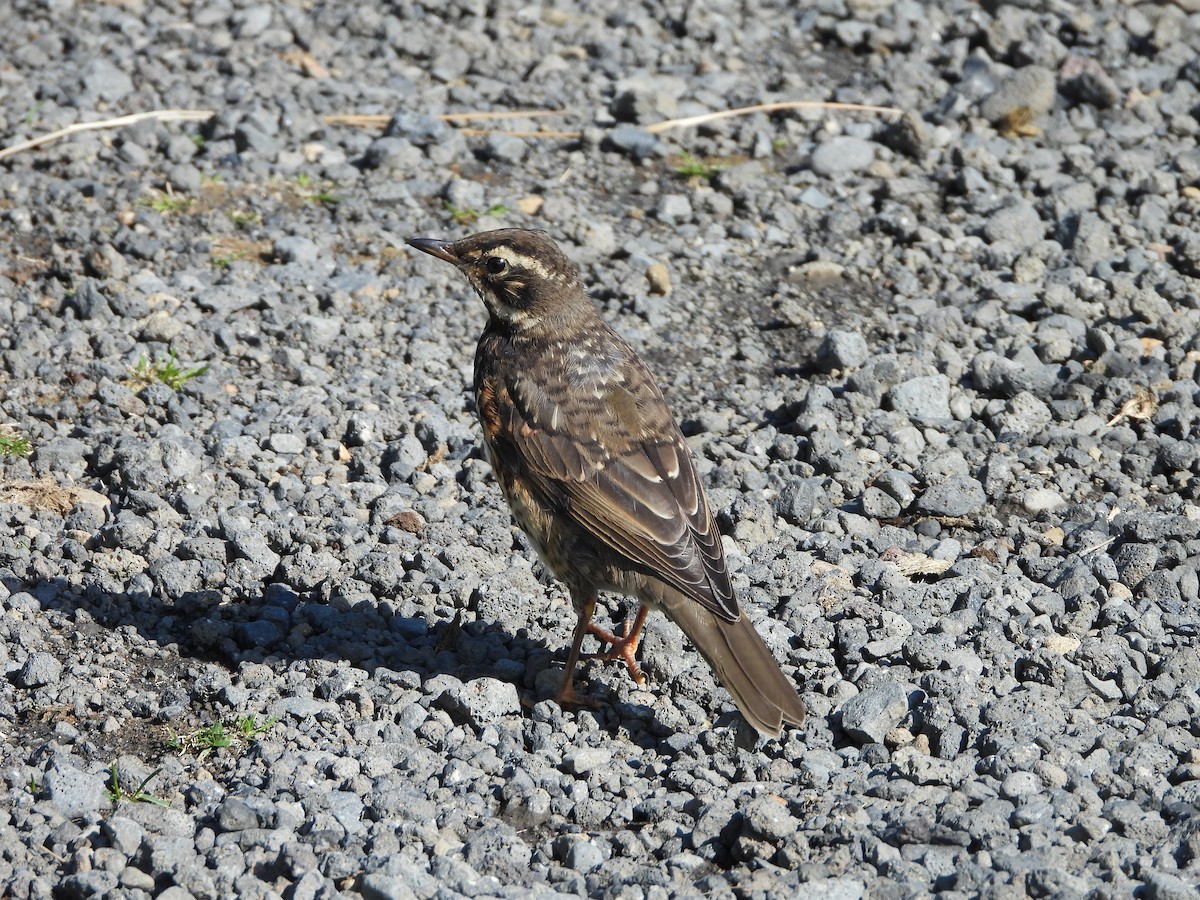 Redwing - Jeanette Frazier