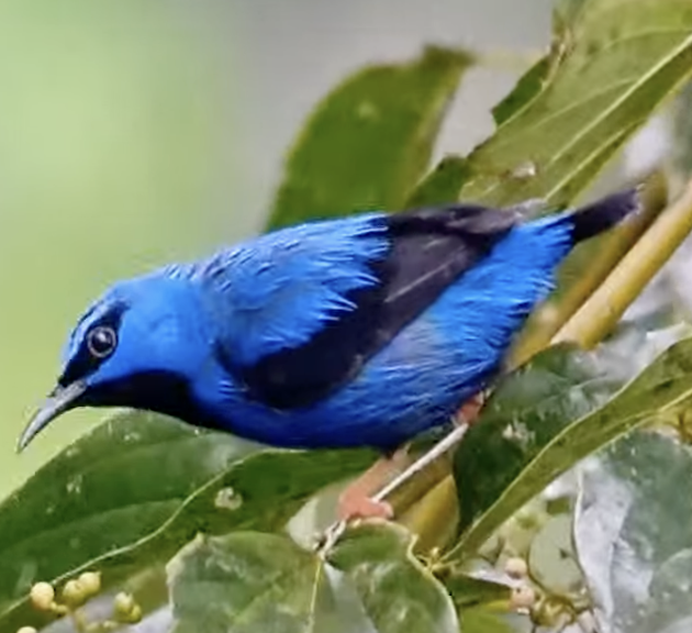 Short-billed Honeycreeper - ML622780525