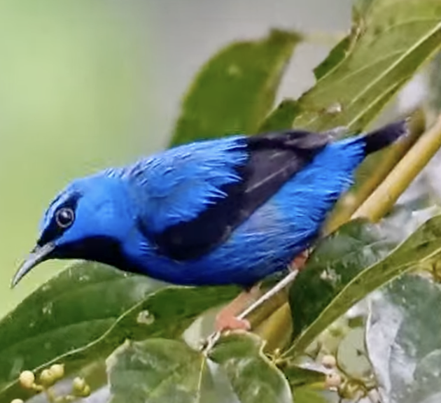 Short-billed Honeycreeper - Jefferson Gualinga